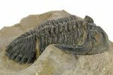 Detailed Hollardops Trilobite - Foum Zguid, Morocco #363170-3